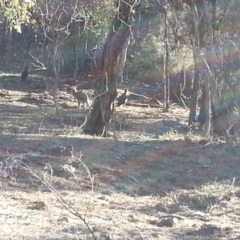 Osphranter robustus robustus at Majura, ACT - 23 Jun 2018