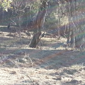 Osphranter robustus robustus at Majura, ACT - 23 Jun 2018