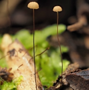 Marasmius crinisequi at Cotter River, ACT - 21 Jun 2018