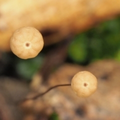 Marasmius crinisequi at Cotter River, ACT - 21 Jun 2018