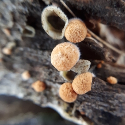 Nidula sp. (A bird's nest fungus) at Bruce Ridge - 23 Jun 2018 by purple66