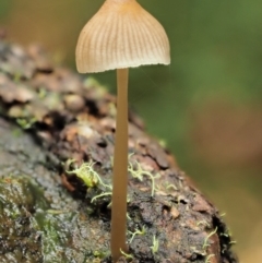 Mycena sp. (Mycena) at Namadgi National Park - 21 Jun 2018 by KenT