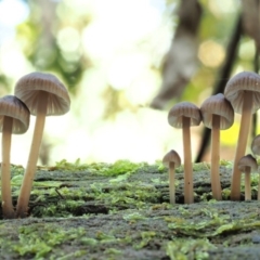 Mycena sp. (Mycena) at Namadgi National Park - 20 Jun 2018 by KenT