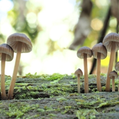 Mycena sp. (Mycena) at Cotter River, ACT - 20 Jun 2018 by KenT