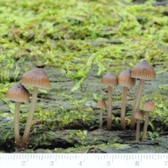 Mycena sp. at Cotter River, ACT - 20 Jun 2018 11:34 AM