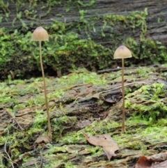 Mycena sp. (Mycena) at Cotter River, ACT - 20 Jun 2018 by KenT