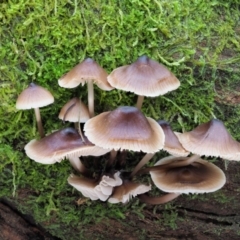 Mycena sp. (Mycena) at Cotter River, ACT - 20 Jun 2018 by KenT