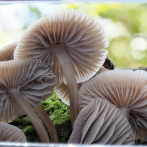 Mycena sp. at Cotter River, ACT - 20 Jun 2018