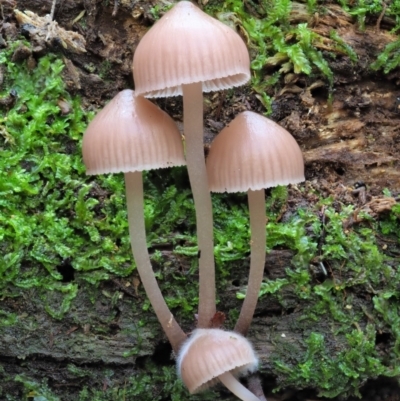 Mycena sp. (Mycena) at Cotter River, ACT - 20 Jun 2018 by KenT