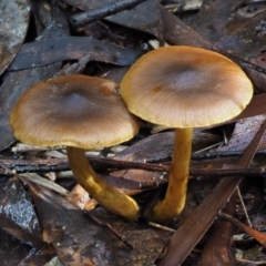 Cortinarius sp. (Cortinarius) at Cotter River, ACT - 21 Jun 2018 by KenT