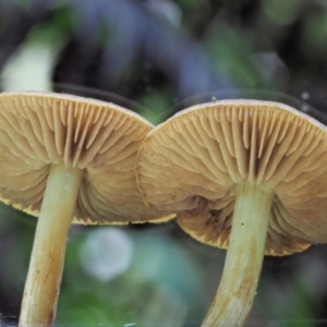 Cortinarius sp. at Cotter River, ACT - 21 Jun 2018