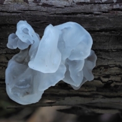 Tremella fuciformis (Snow Fungus) at Cotter River, ACT - 21 Jun 2018 by KenT