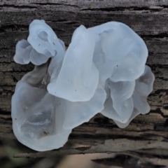 Tremella fuciformis at Cotter River, ACT - 21 Jun 2018 11:00 AM