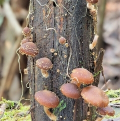 Psathyrella echinata (Psathyrella echinata) at Namadgi National Park - 20 Jun 2018 by KenT