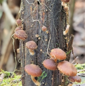 Psathyrella echinata at Uriarra Village, ACT - 20 Jun 2018