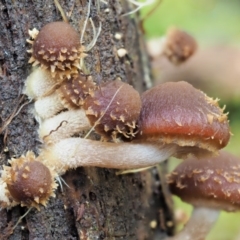 Psathyrella echinata at Uriarra Village, ACT - 20 Jun 2018 02:31 PM