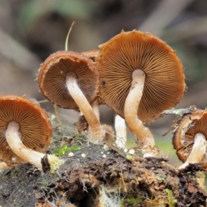 Psathyrella echinata at Uriarra Village, ACT - 20 Jun 2018