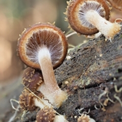 Psathyrella echinata at Uriarra Village, ACT - 20 Jun 2018 02:31 PM