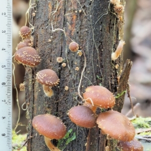 Psathyrella echinata at Uriarra Village, ACT - 20 Jun 2018 02:31 PM