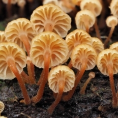 Xeromphalina leonina at Uriarra Village, ACT - 20 Jun 2018 by KenT