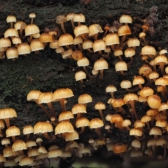 Xeromphalina leonina at Uriarra Village, ACT - 20 Jun 2018