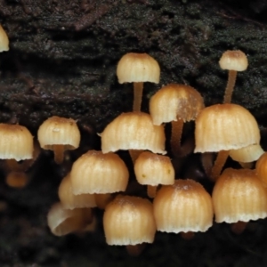 Xeromphalina leonina at Uriarra Village, ACT - 20 Jun 2018 02:31 PM