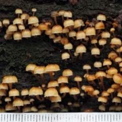 Xeromphalina leonina at Uriarra Village, ACT - 20 Jun 2018