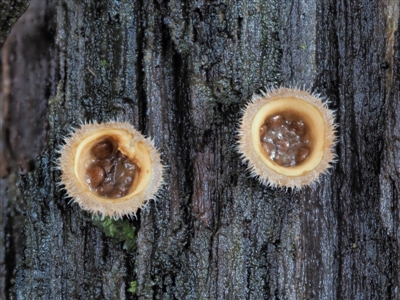 Nidula niveotomentosa (A birds-nest fungus) at Cotter River, ACT - 21 Jun 2018 by KenT