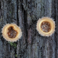 Nidula niveotomentosa (A birds-nest fungus) at Cotter River, ACT - 21 Jun 2018 by KenT
