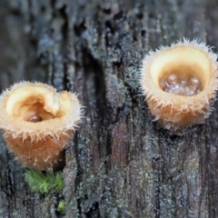 Nidula niveotomentosa at Cotter River, ACT - 21 Jun 2018