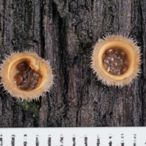 Nidula niveotomentosa at Cotter River, ACT - 21 Jun 2018