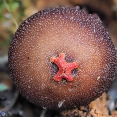 Calostoma fuscum (Common Prettymouth) at Namadgi National Park - 21 Jun 2018 by KenT