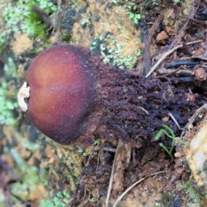 Calostoma fuscum at Cotter River, ACT - 21 Jun 2018