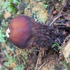 Calostoma fuscum at Cotter River, ACT - 21 Jun 2018