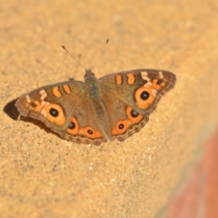 Junonia villida (Meadow Argus) at Wamboin, NSW - 29 Apr 2018 by natureguy