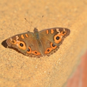 Junonia villida at Wamboin, NSW - 29 Apr 2018 05:01 PM