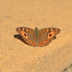 Junonia villida at Wamboin, NSW - 29 Apr 2018 05:01 PM