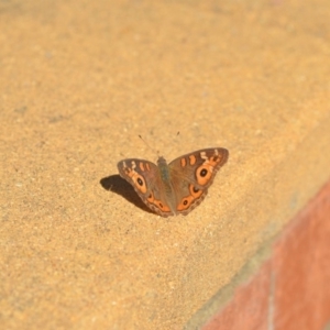 Junonia villida at Wamboin, NSW - 29 Apr 2018 05:01 PM