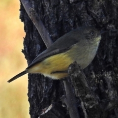 Acanthiza reguloides (Buff-rumped Thornbill) at Wanniassa Hill - 23 Jun 2018 by RodDeb