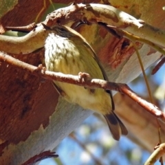 Acanthiza lineata (Striated Thornbill) at Wanniassa Hill - 23 Jun 2018 by RodDeb