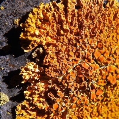 Caloplaca sp. (Firedot Lichen) at Wanniassa Hill - 23 Jun 2018 by RodDeb