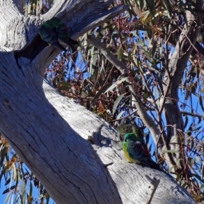 Psephotus haematonotus (Red-rumped Parrot) at Wanniassa Hill - 23 Jun 2018 by RodDeb