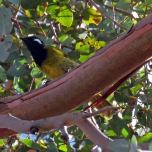 Nesoptilotis leucotis at Macarthur, ACT - 23 Jun 2018 01:06 PM