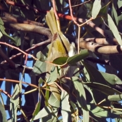 Ptilotula penicillata at Macarthur, ACT - 23 Jun 2018 01:07 PM