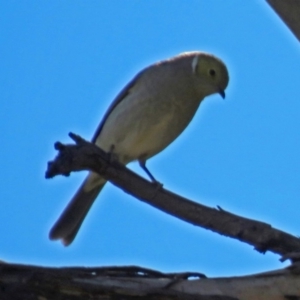 Ptilotula penicillata at Macarthur, ACT - 23 Jun 2018 01:07 PM