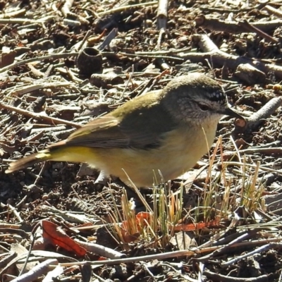 Acanthiza chrysorrhoa (Yellow-rumped Thornbill) at Wanniassa Hill - 23 Jun 2018 by RodDeb