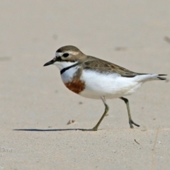 Anarhynchus bicinctus (Double-banded Plover) at Cunjurong Point, NSW - 15 Sep 2015 by CharlesDove