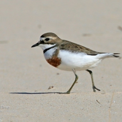 Anarhynchus bicinctus (Double-banded Plover) at Cunjurong Point, NSW - 14 Sep 2015 by Charles Dove
