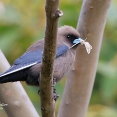 Artamus cyanopterus (Dusky Woodswallow) at Ulladulla, NSW - 18 Sep 2015 by CharlesDove