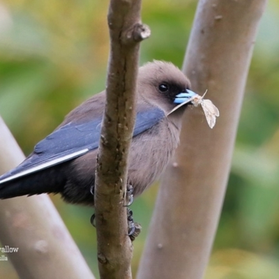 Artamus cyanopterus (Dusky Woodswallow) at Ulladulla, NSW - 17 Sep 2015 by Charles Dove